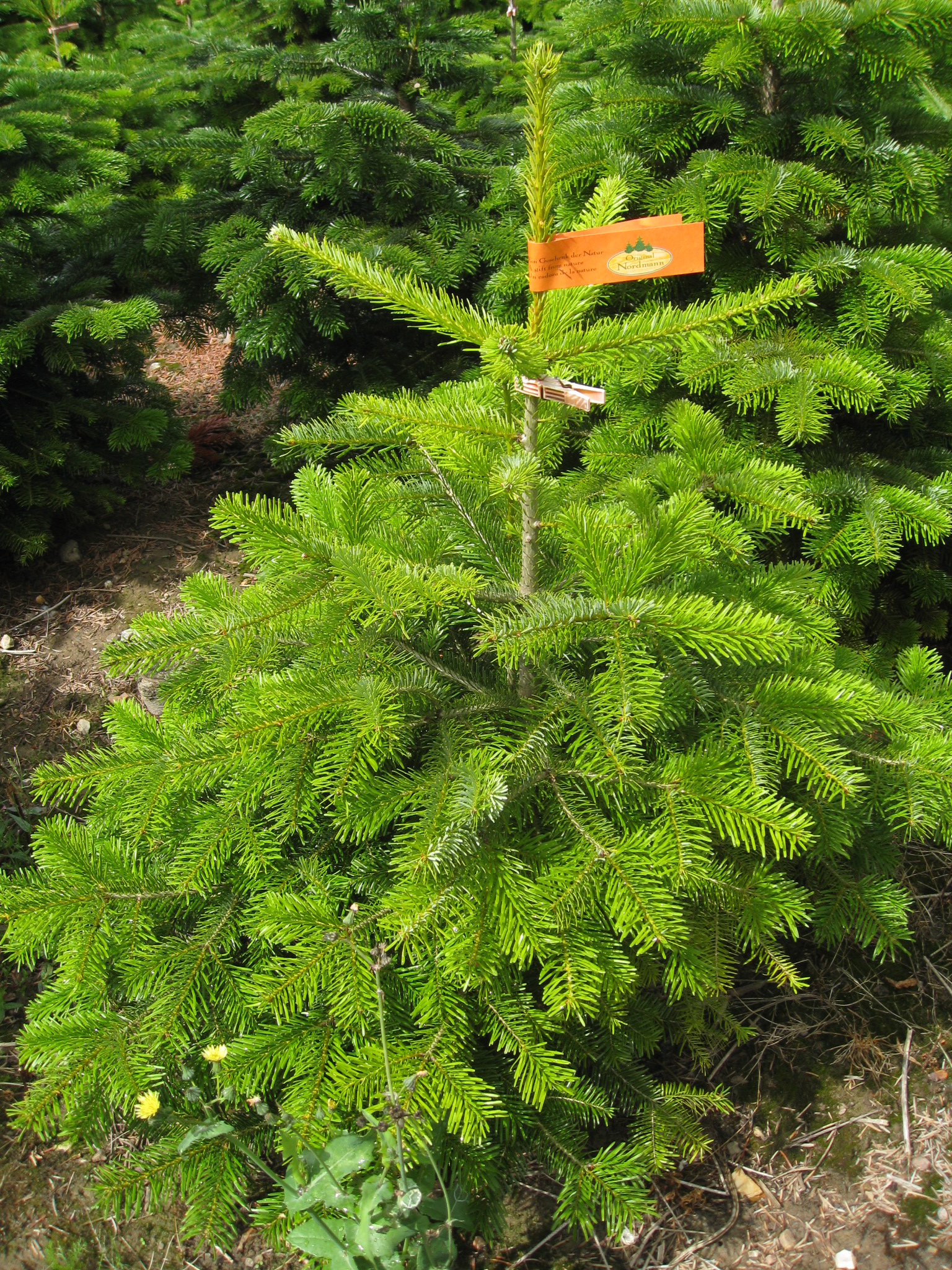 Пихта нордманская Премиум